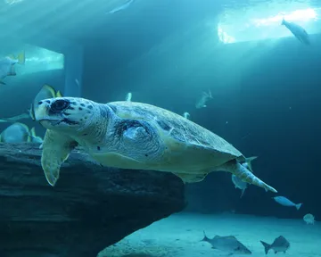 Habanero, our amputee loggerhead turtle, enters the final phase of rehabilitation