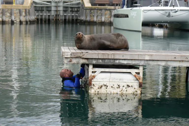 Brett Glasby sneaking up on a seal to disentangle it