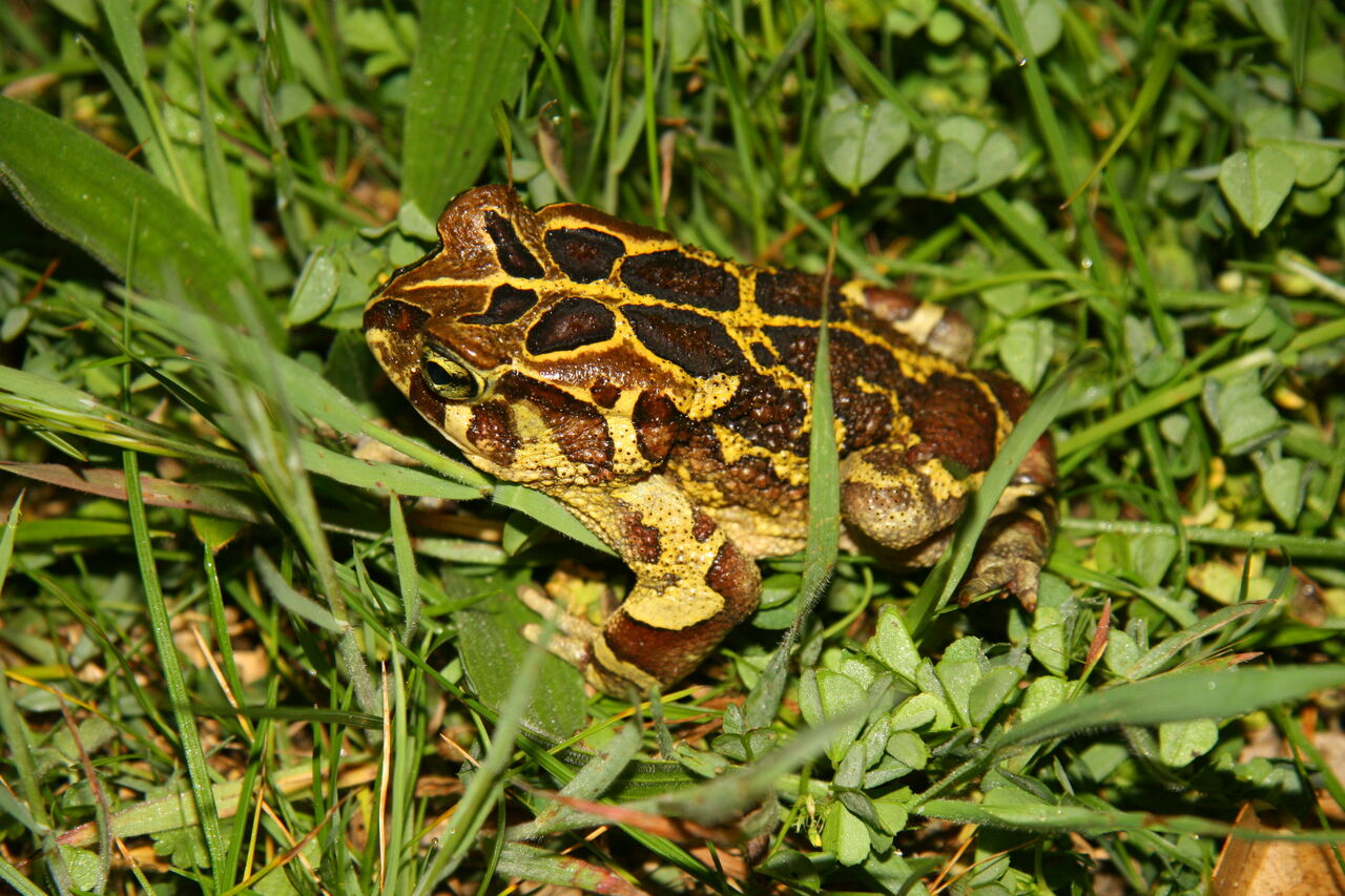 Western leopard toad 2