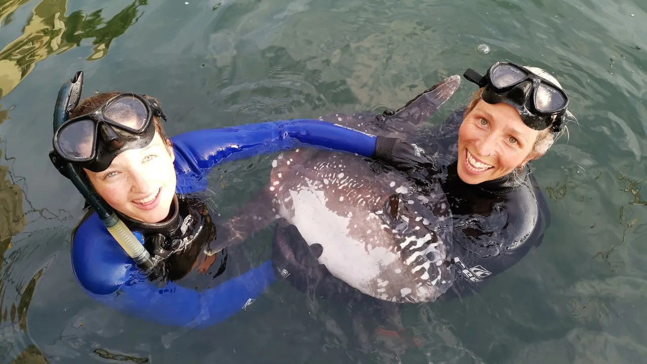 Sunfish cover