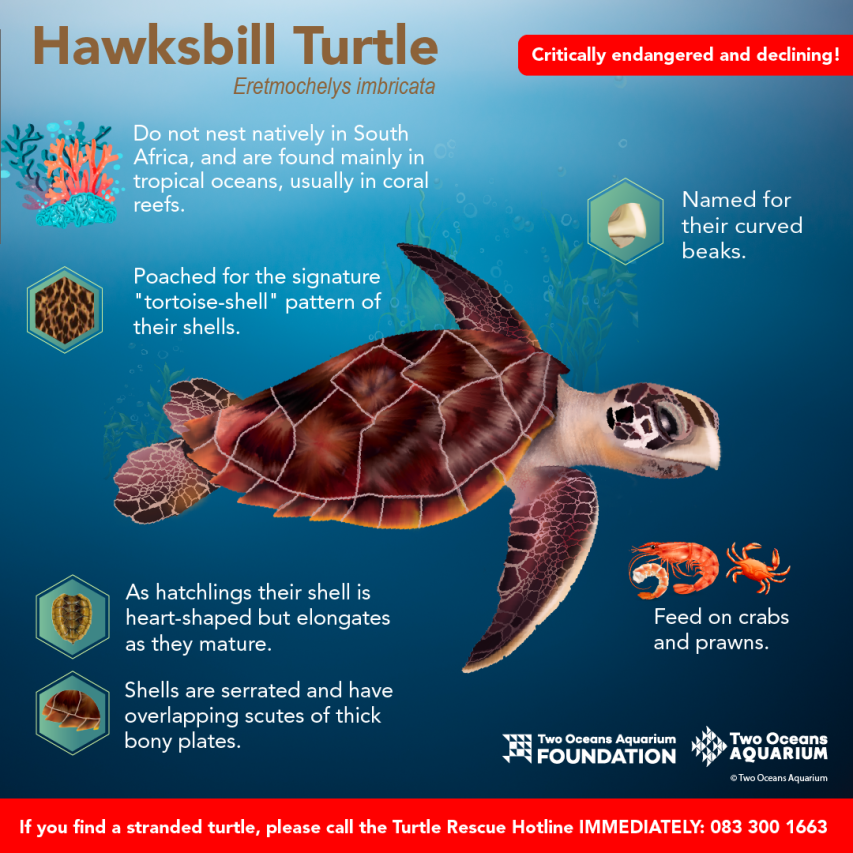 Two Oceans Aquarium | World Turtle Day: What kinds of turtle do we…