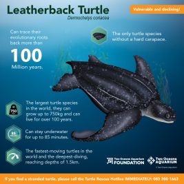 Two Oceans Aquarium | World Turtle Day: What kinds of turtle do we…