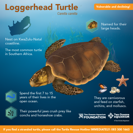 Two Oceans Aquarium | World Turtle Day: What kinds of turtle do we…