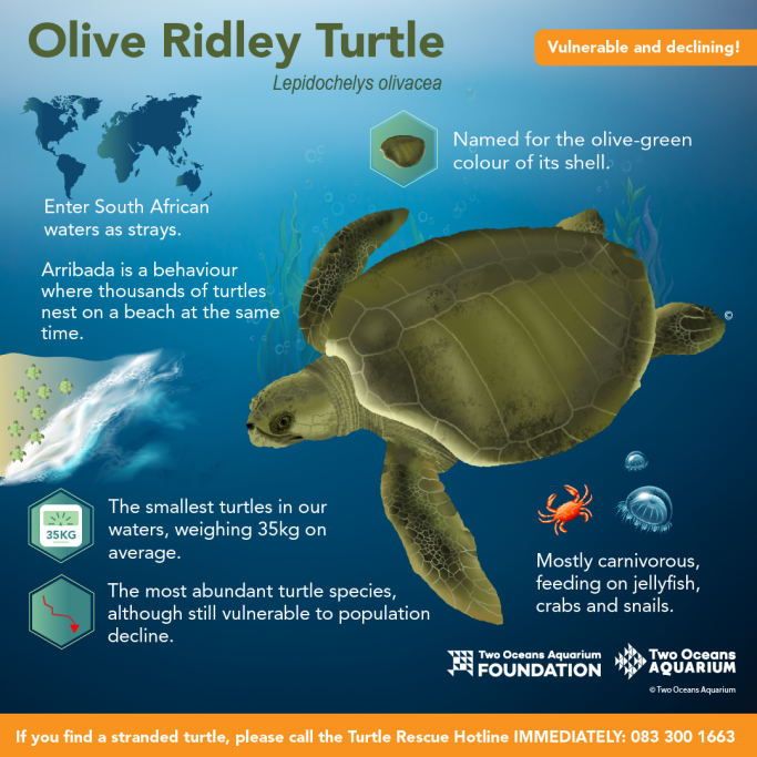 Two Oceans Aquarium | World Turtle Day: What kinds of turtle do we…