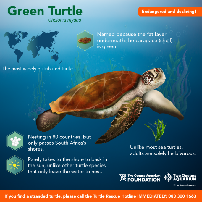 Two Oceans Aquarium | World Turtle Day: What kinds of turtle do we…