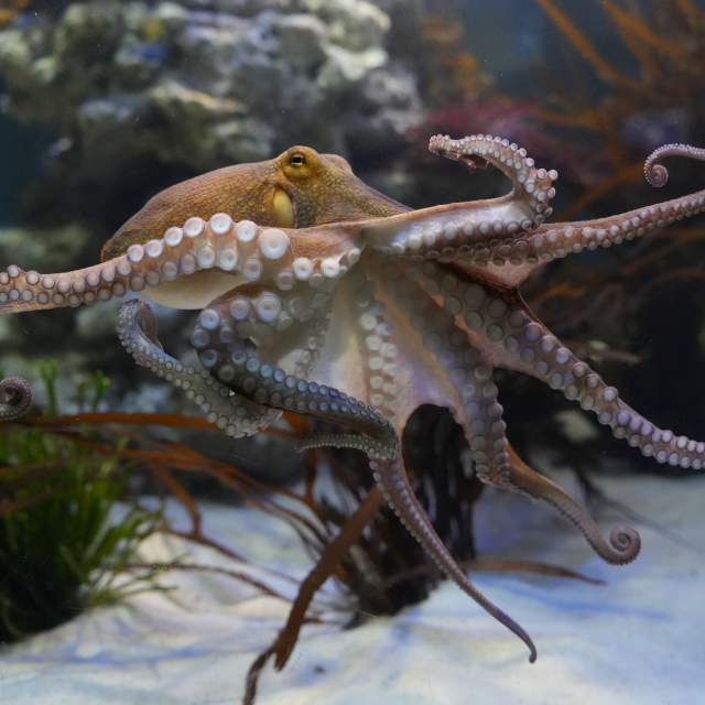 Two Oceans Aquarium | Octopuses