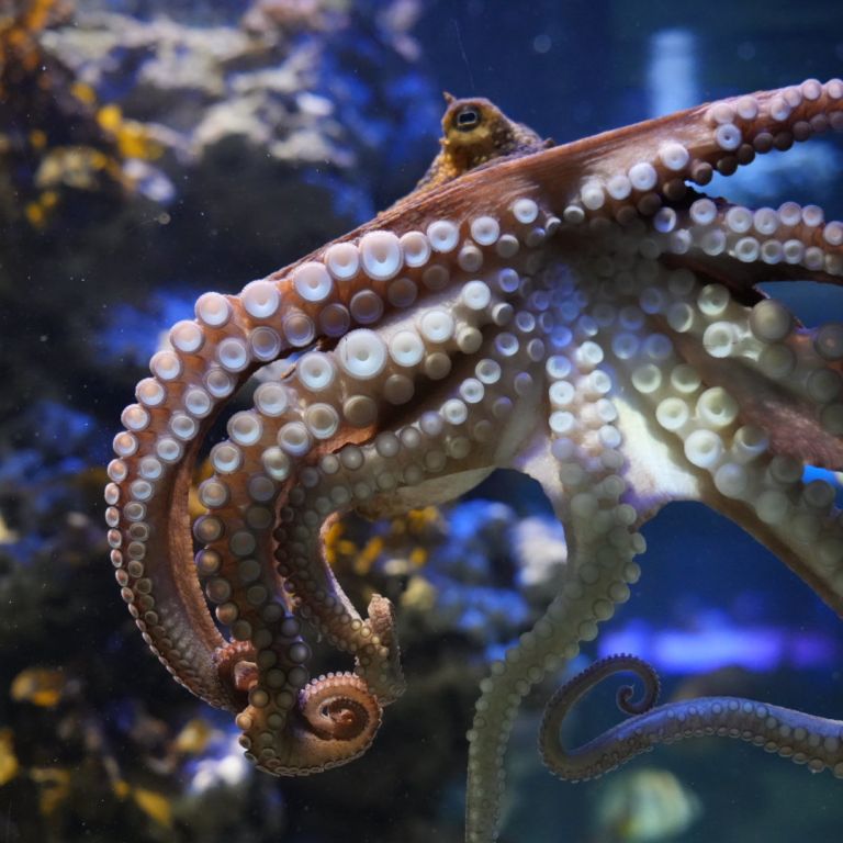 Two Oceans Aquarium | Octopuses