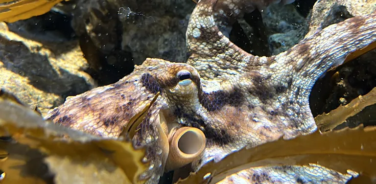 Octopus 7