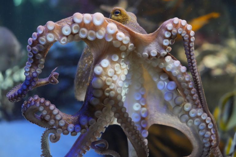 Two Oceans Aquarium | Happy Cephalopod Week!