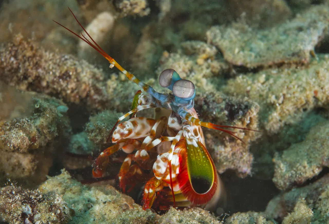Meet the Mantis Shrimp