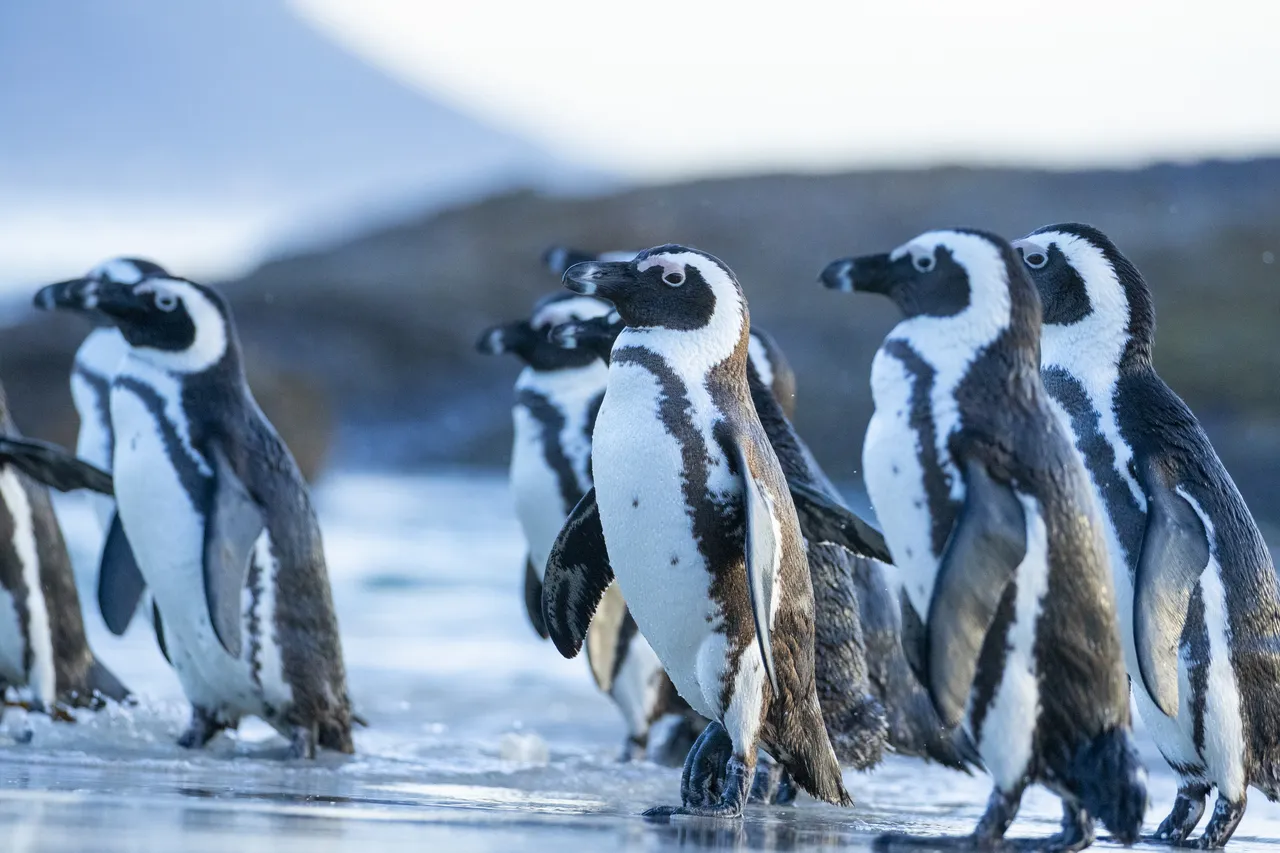 Steve Benjamin Penguin 18