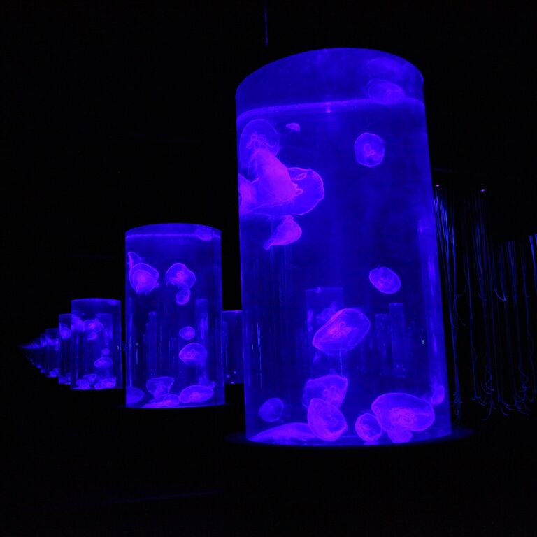 Jellyfish