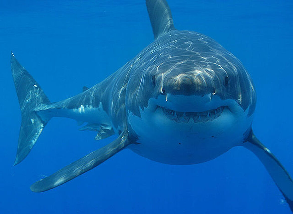 640px Great white shark south africa