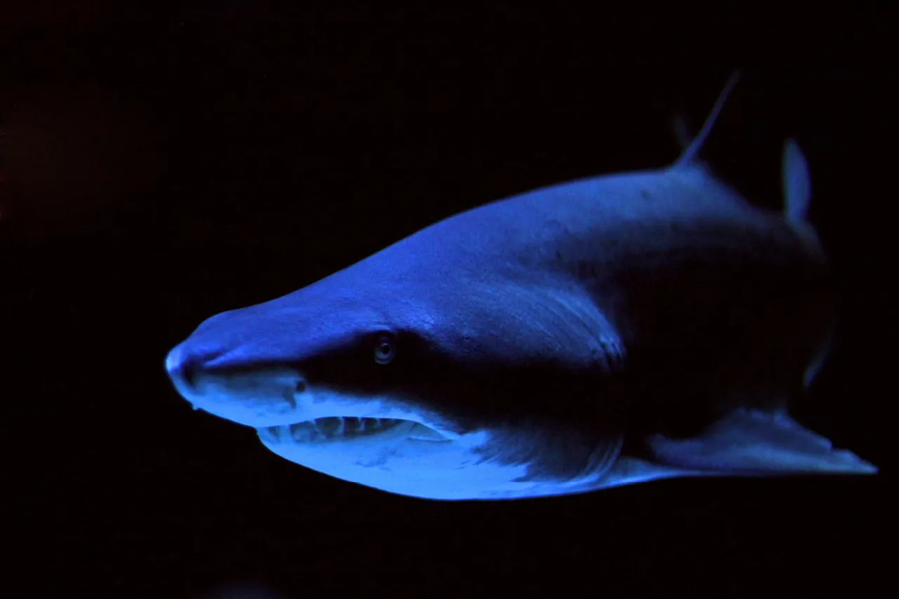 Ragged-tooth shark