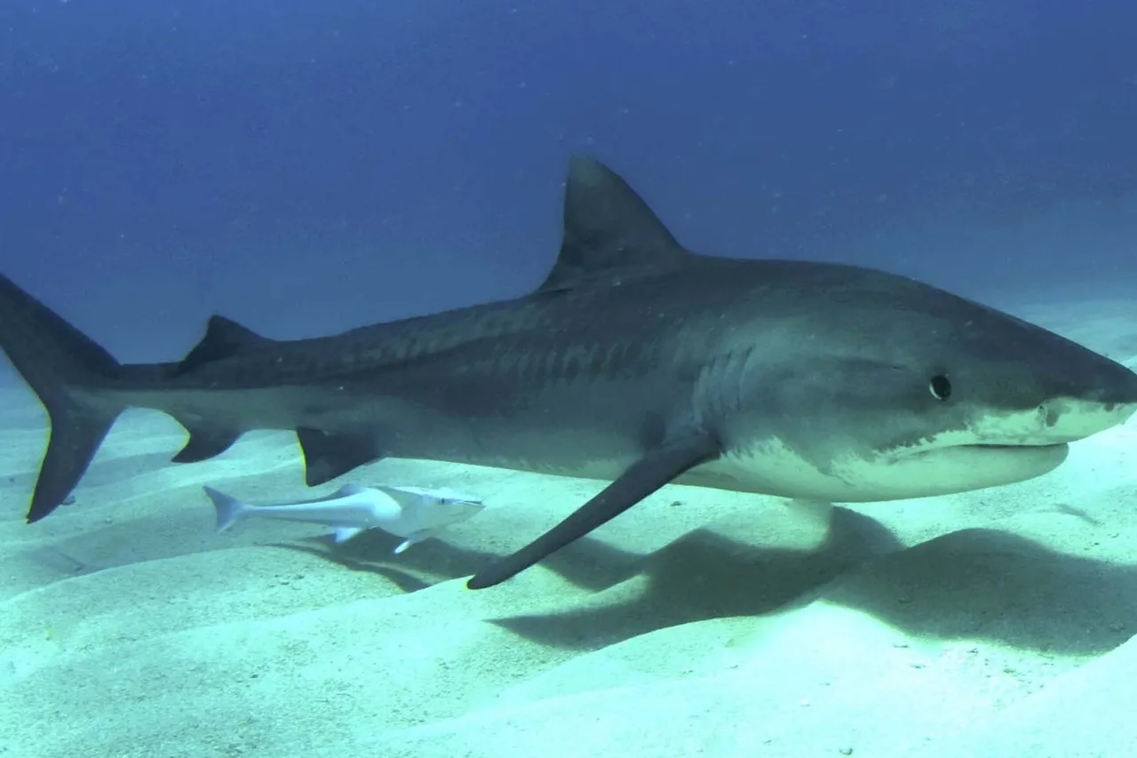 Tigershark3