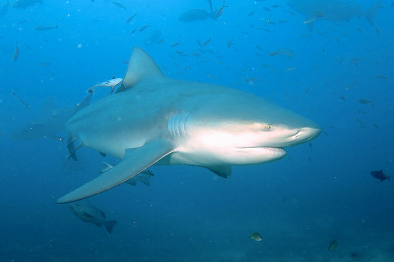 15481428154 a312c6526f z