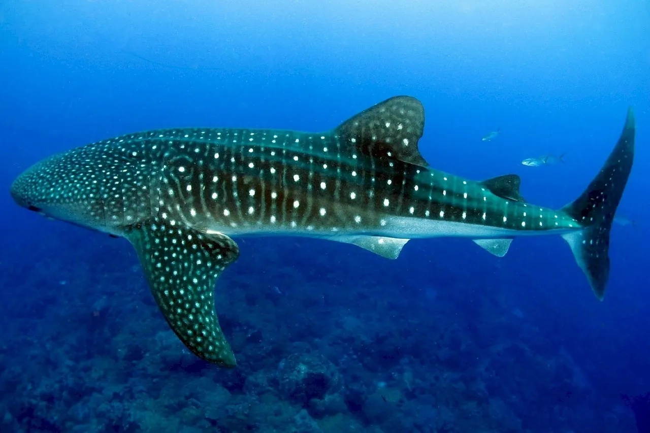 Whale shark 936691 1280
