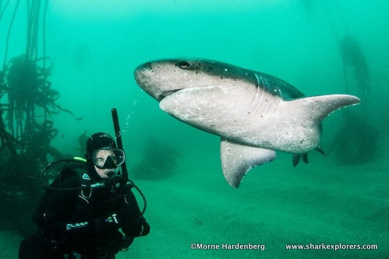 SG diver Morne Hardenberg