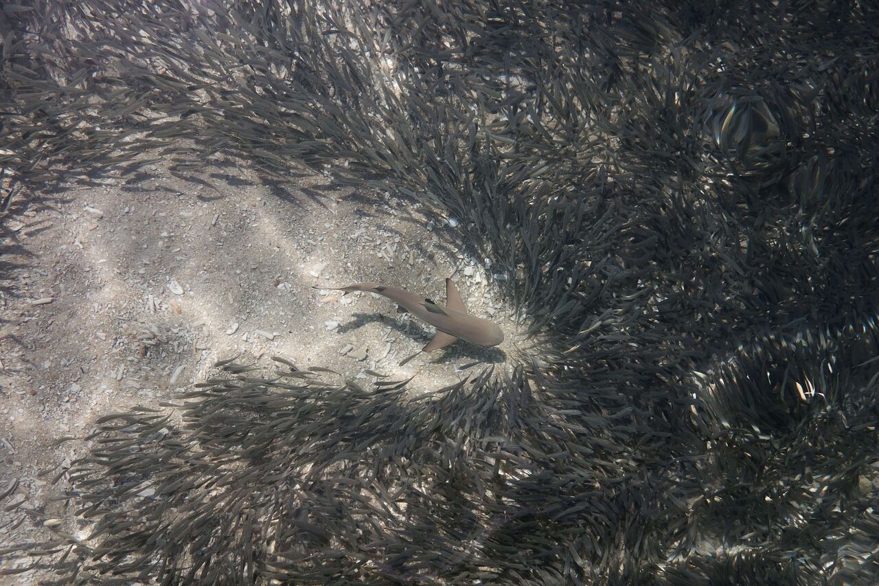 A juvenile blacktip reef shark on the hunt. Credit: Kris-Mikael Krister