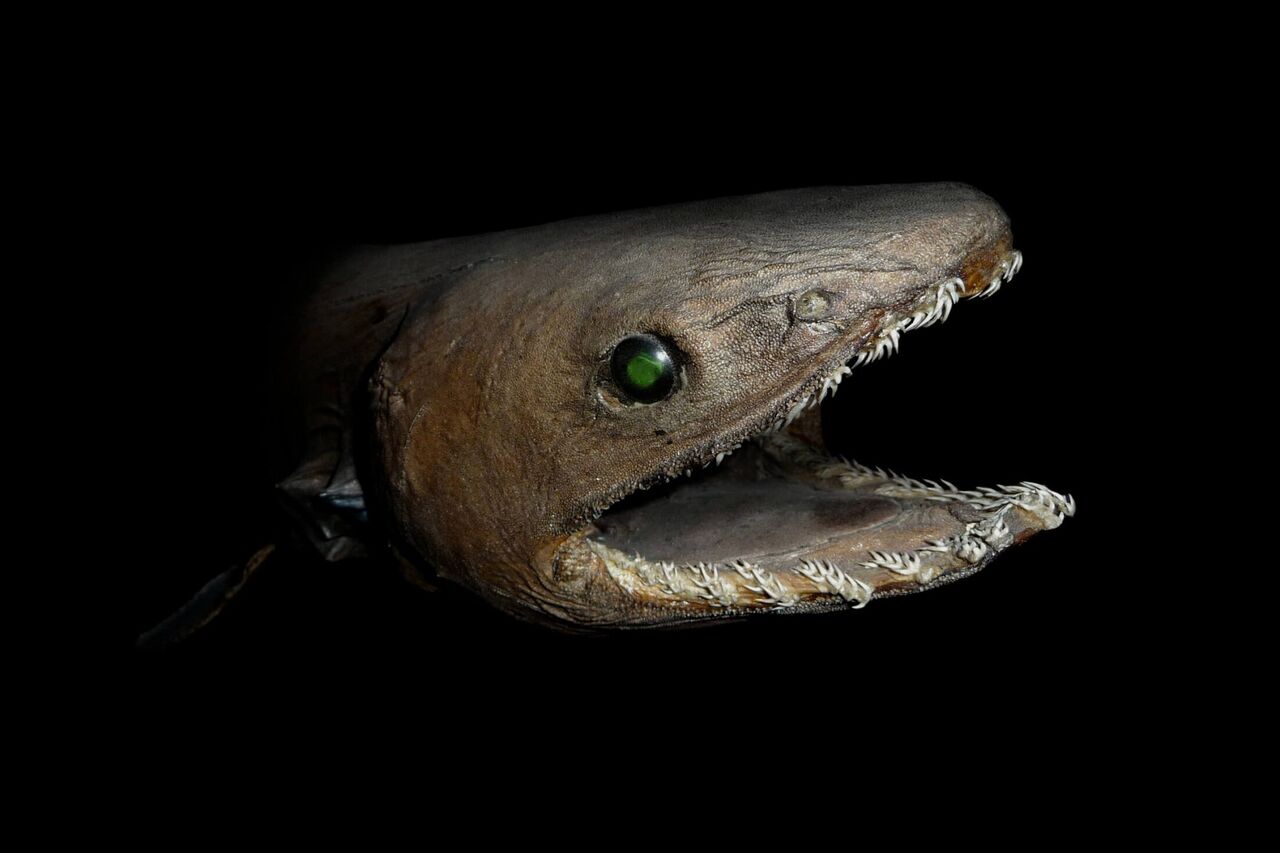At great depths, only unusual-looking sharks with very specific adaptations, like this frilled shark, can survive. At these depths, sharks are usually outcompeted by bony fish. Credit: Citron