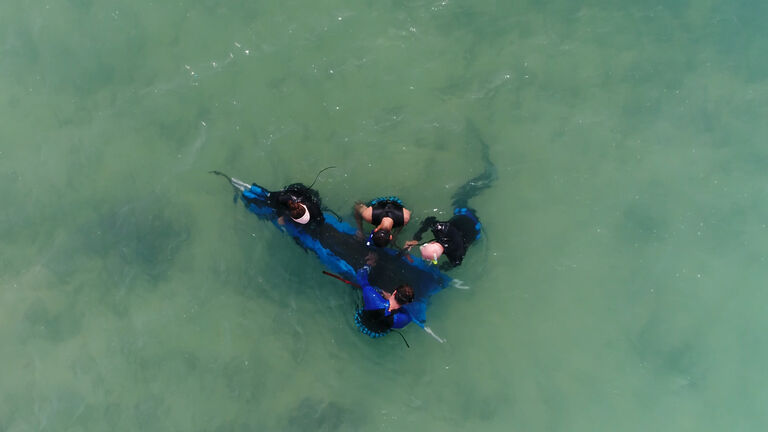 Everything you've ever wanted to know about sharks in South Africa