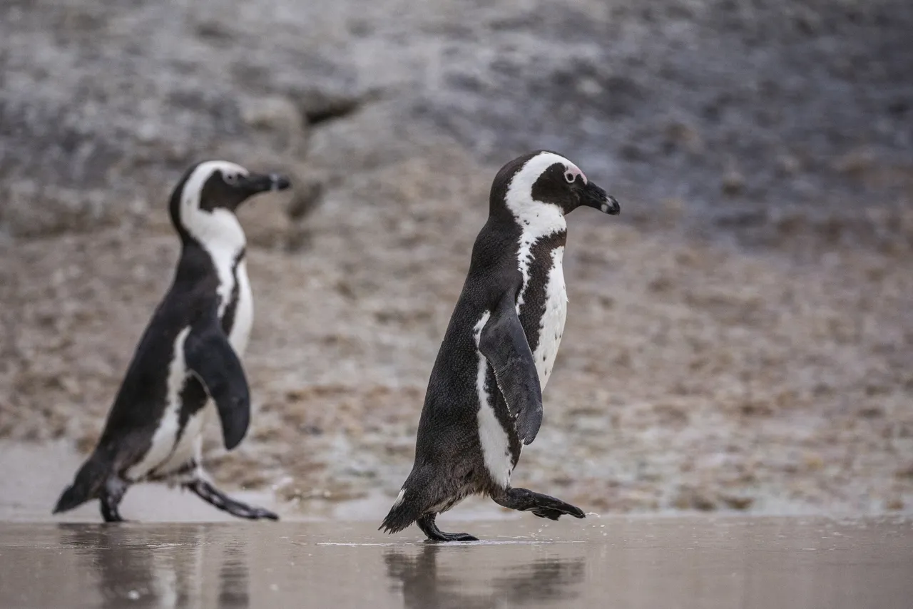 Steve Benjamin Penguin 23