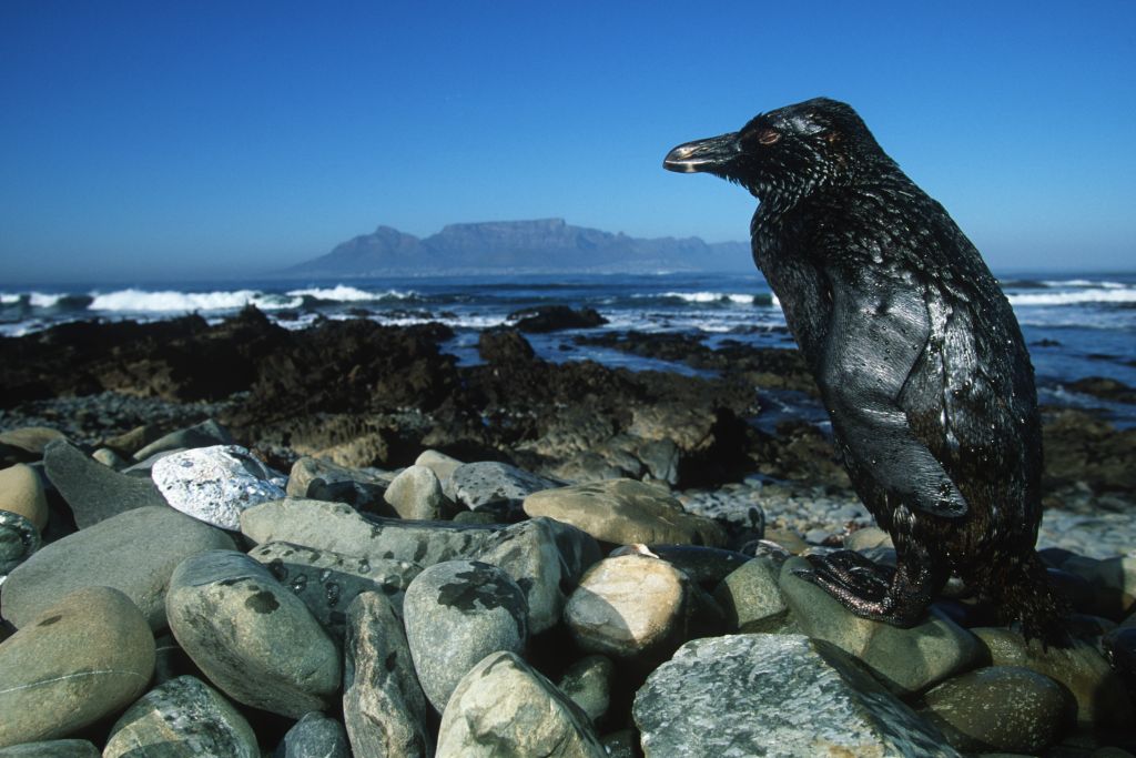 Two Oceans Aquarium Why are African penguins going extinct?