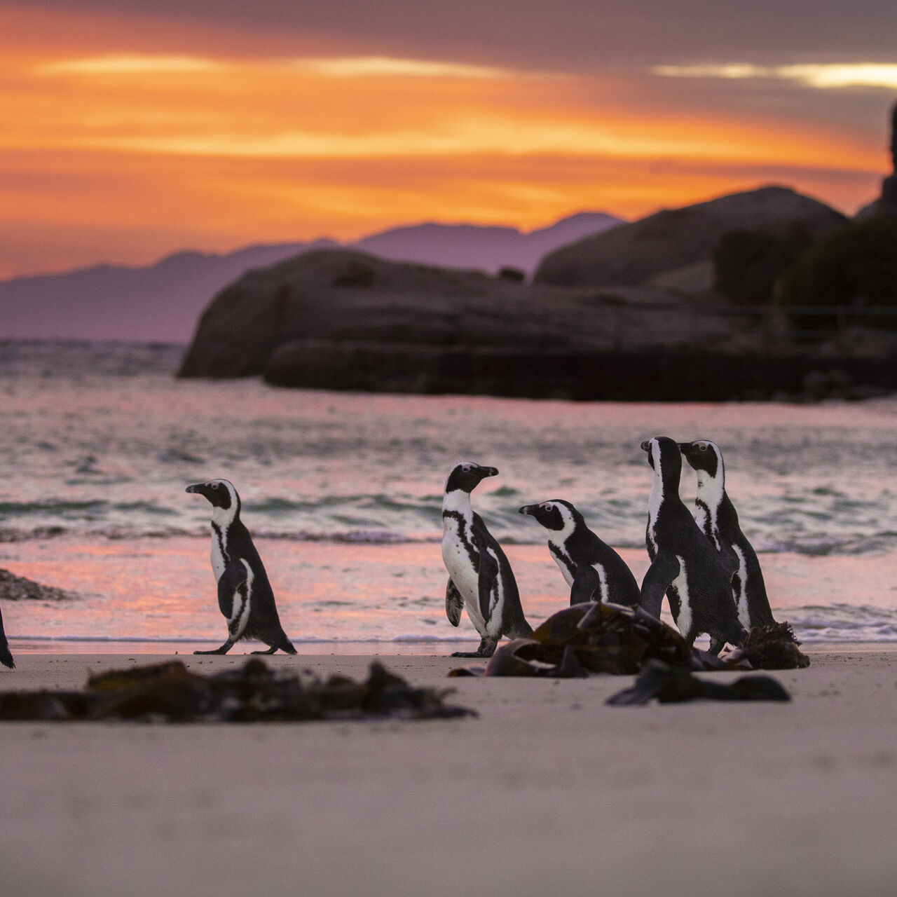 Steve Benjamin Penguin 19