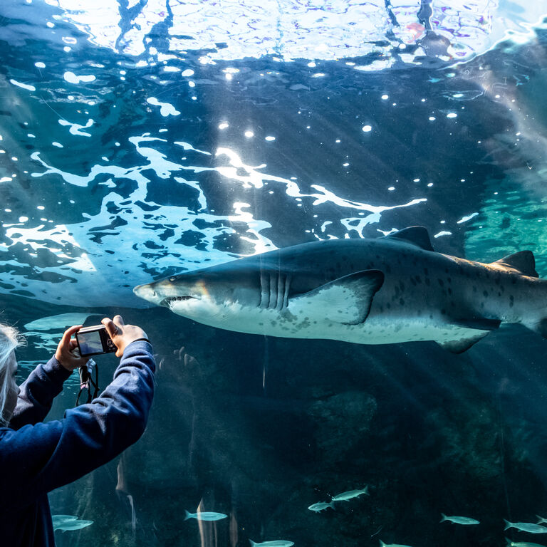 Two Oceans Aquarium: Media pack