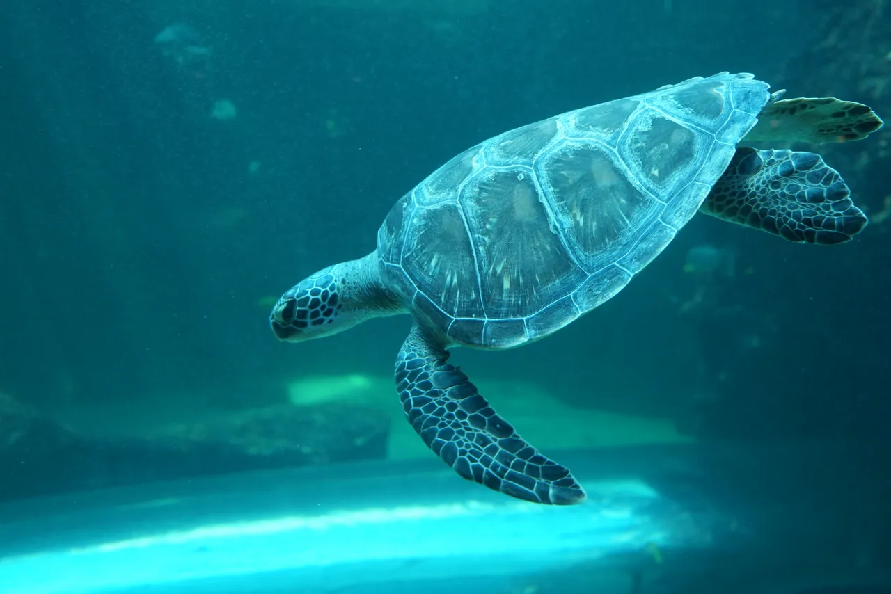 Welcome to the I&J Ocean Exhibit, Nori!