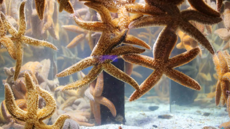 Two Oceans Aquarium | Get to know the spiny starfish