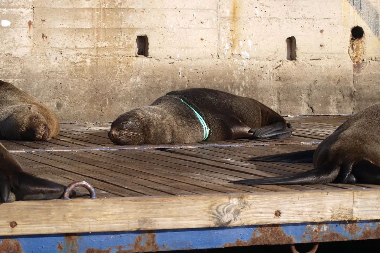 A Cape fur seal with a plastic band around its neck.