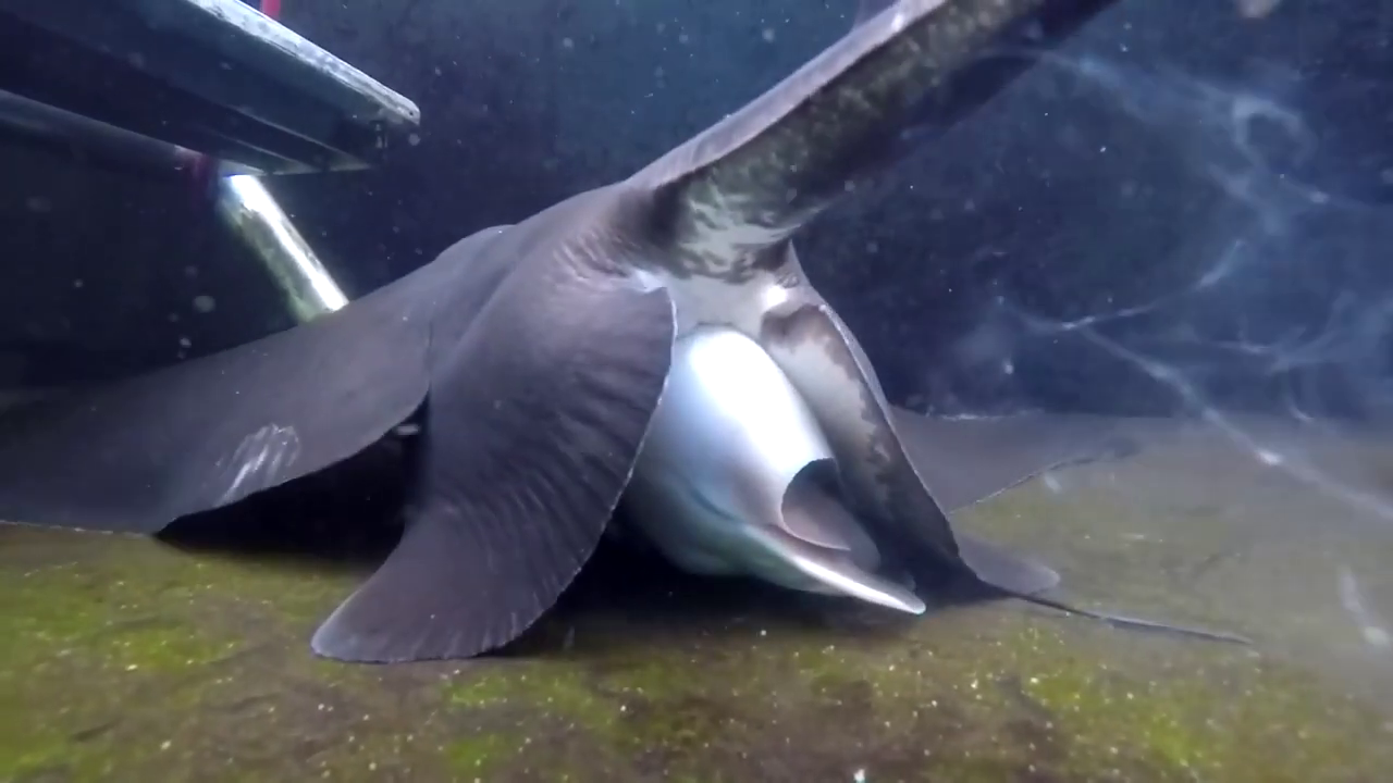 Stingrays give birth to live young - take a look
