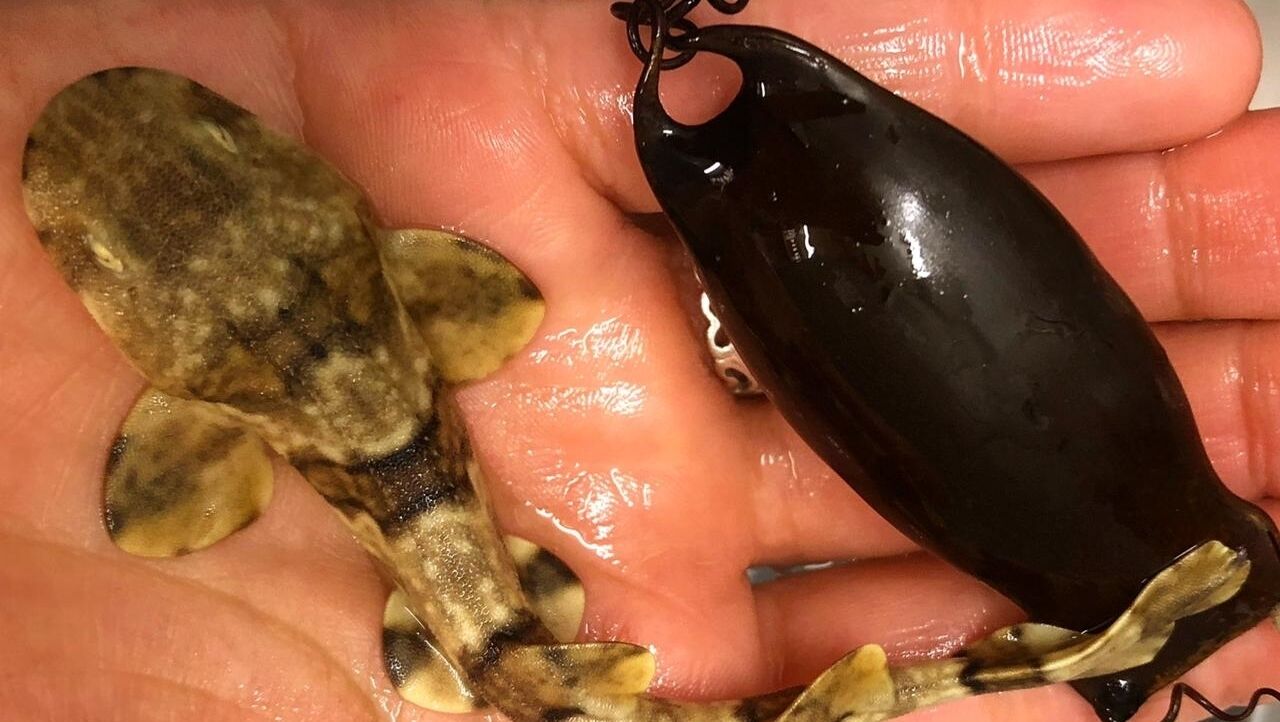 Working with the real baby shark at the two oceans aquarium