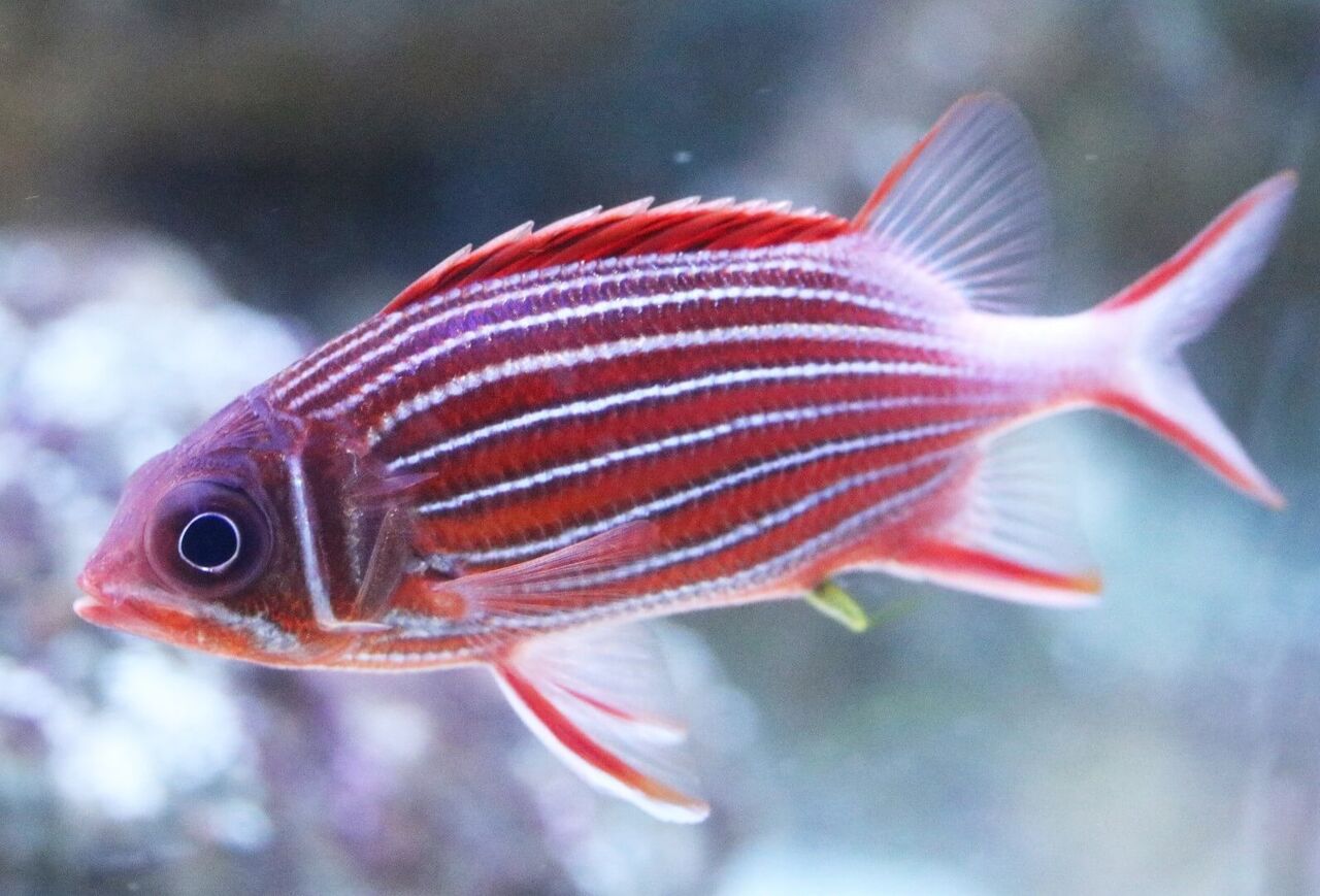 Why do so many sea creatures have santa claus' colours?