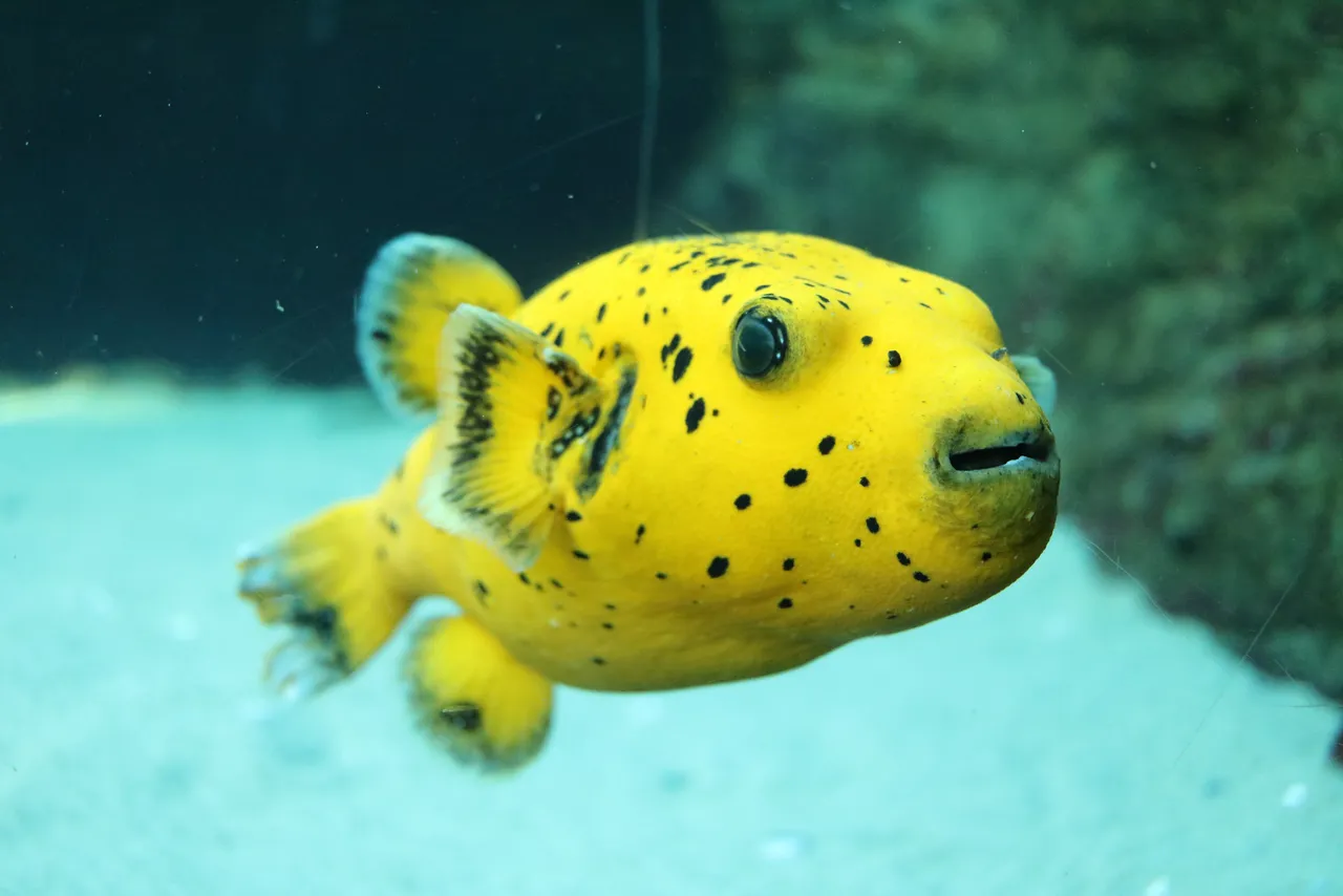 Have you met Pawpaw the pufferfish?