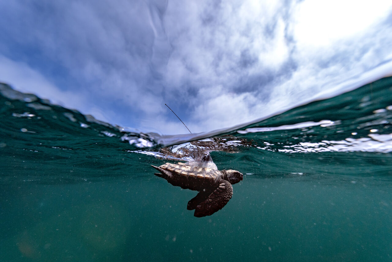 African first: Two Oceans Aquarium Foundation releases satellite-tagged juvenile loggerhead turtles as part of international research project.