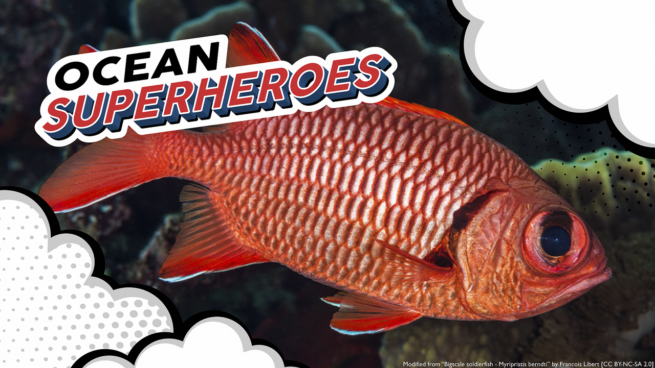 Life in the shadows: what does it take to be a nocturnal fish?