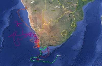 Two Oceans Aquarium Tracking Our Turtles The First Update Of 2024   All 3.02.24 9b306ae559b4c09166781de3e7c3ab17 