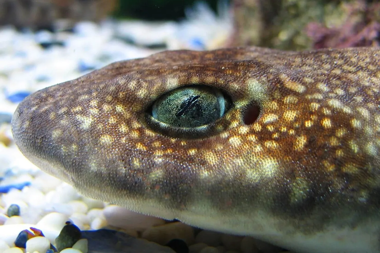 Puffadder shyshark 2
