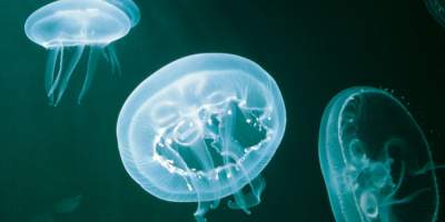 Two Oceans Aquarium | Jellyfish