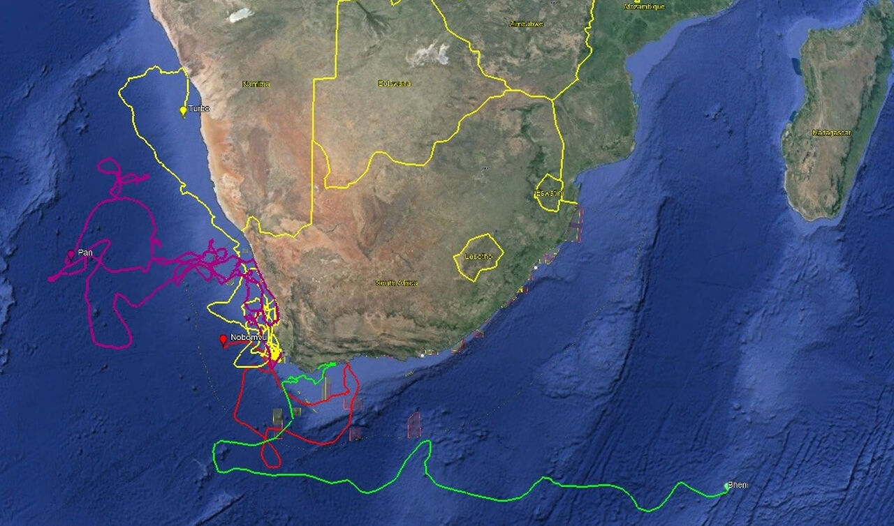 Tracking our Turtles: Ocean travellers on the move!