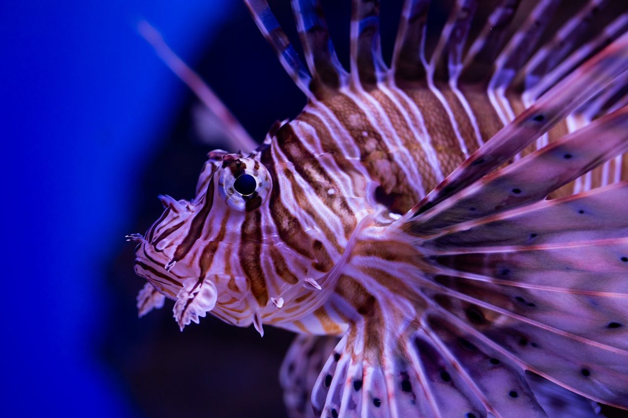 Two Oceans Aquarium 