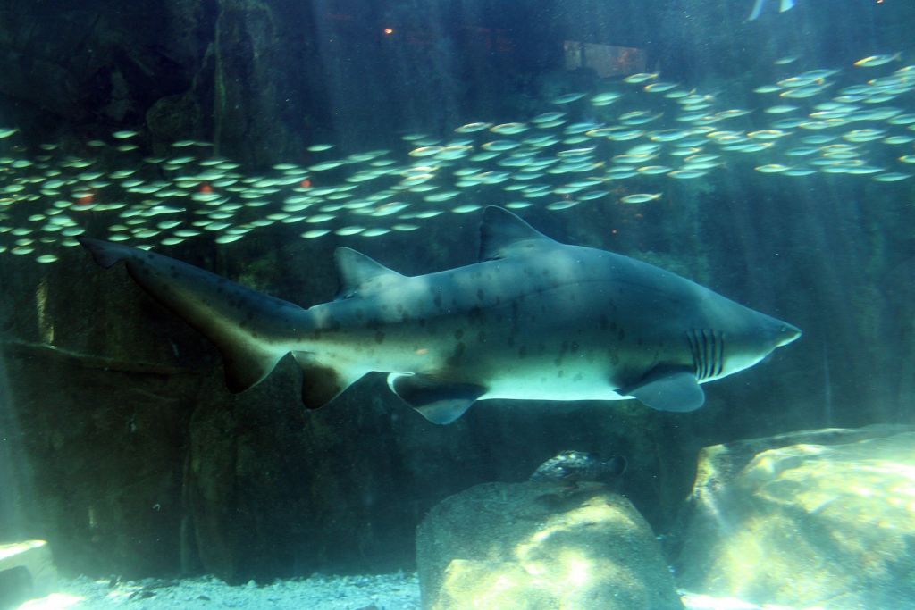 Two Oceans Aquarium | Shark showcase: spotted ragged-tooth shark