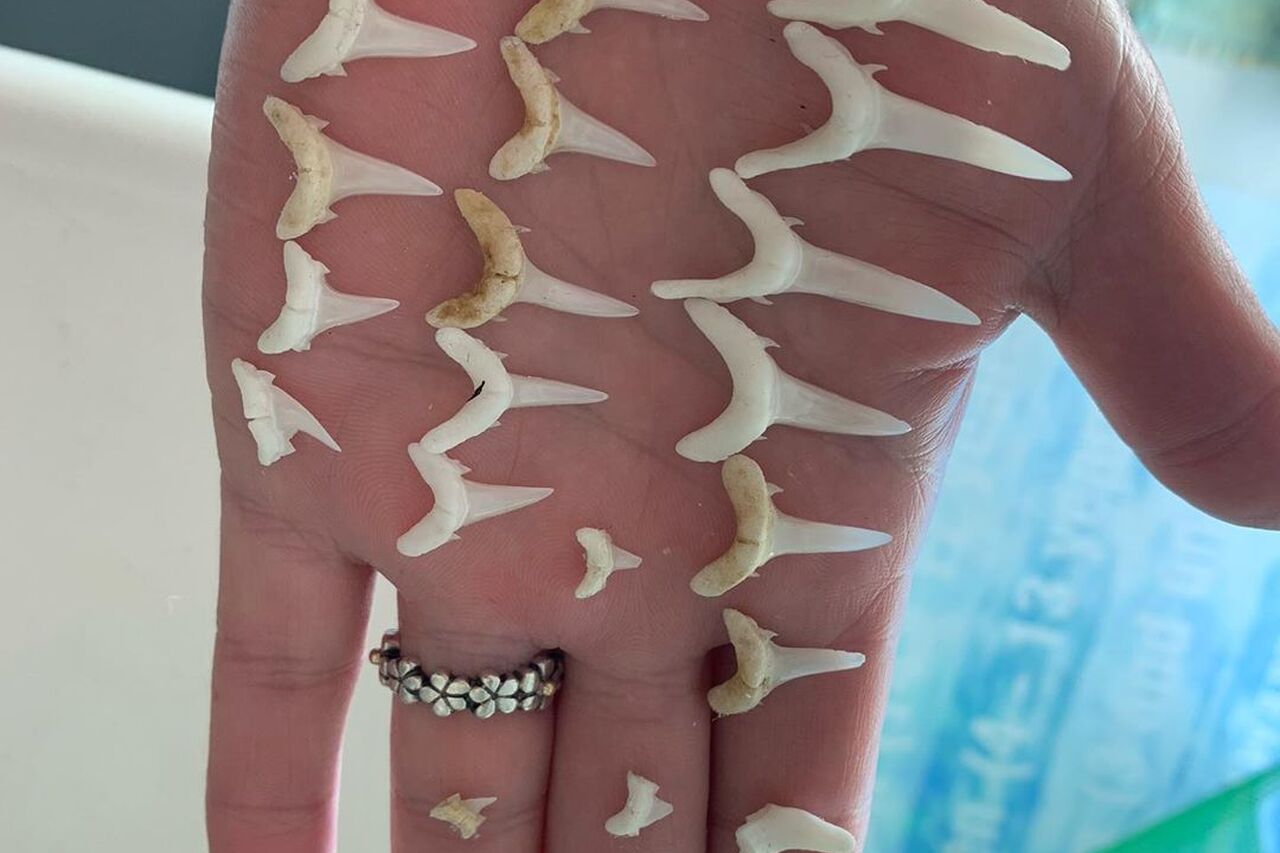 Michellecherrytree 95097925 174682243988500 1401657535251114152 n