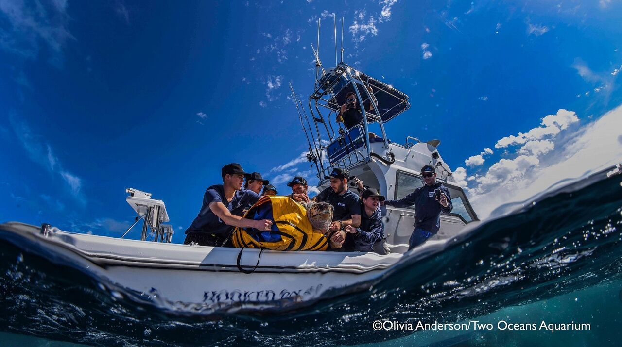 Yoshi the sea turtle’s almost 40 000 km oceanic journey continues