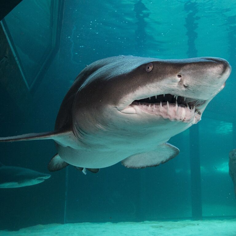 Two Oceans Aquarium: Media pack