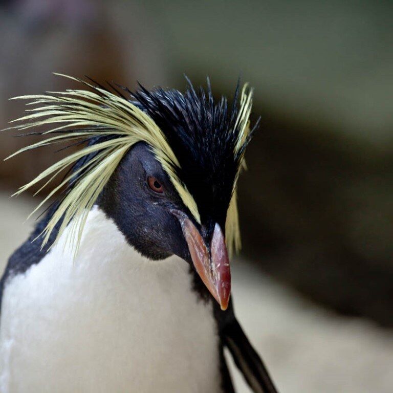 Penguins: Media pack