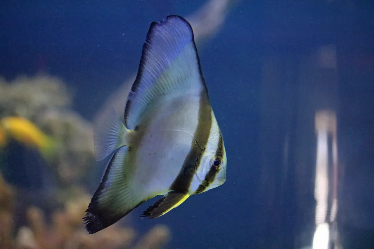 Batfish Blue