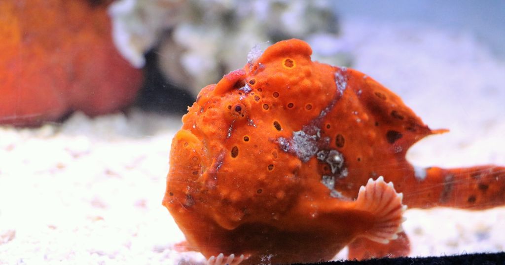 Two Oceans Aquarium | Frogfish